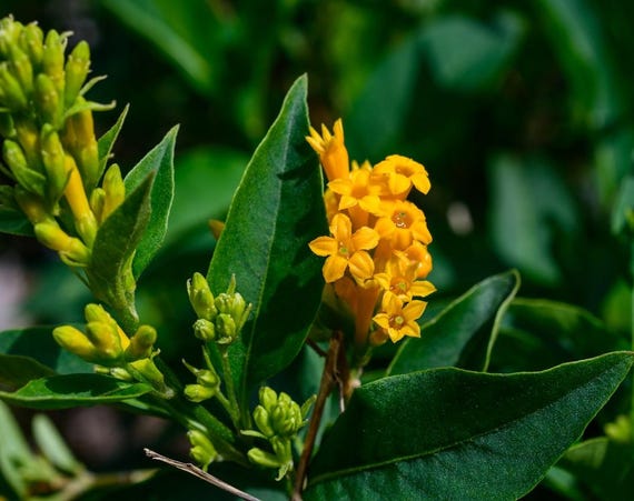 Live Orange Zest Jasmine Plant Rare Night-blooming Jasmine Cestrum