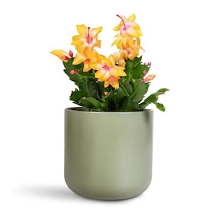 Yellow Schlumbergera Plants - Holiday Cactus Plants - Christmas & Thanksgiving Cactus, Indoor/Outdoor, 2 Small Plants in 3 Inch Pot