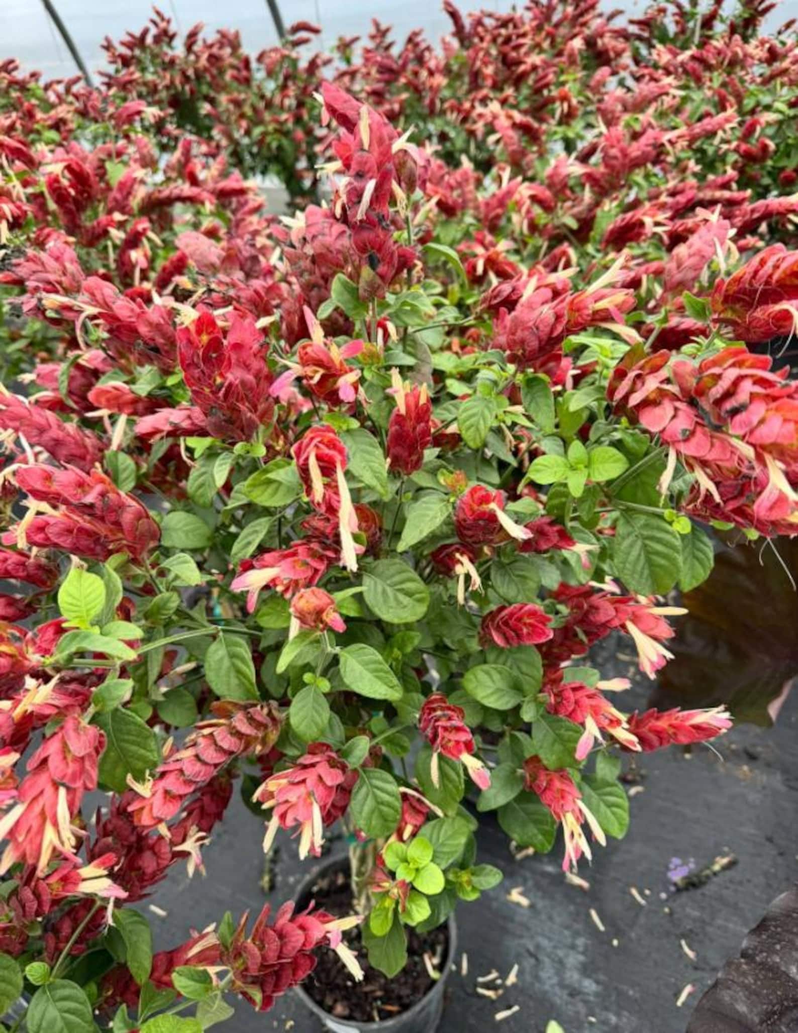 2 Live Red Shrimp Plants Justicia Brandegeana Braided Shrimp Tree 5-7 ...