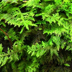 Wild Geerntetes Farn Moos: Terrarium Vivarium Paludarium