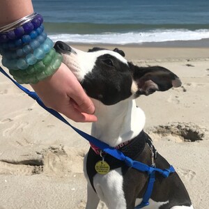 May include: A black and white dog with a blue harness and a yellow tag is on a sandy beach. The dog is looking up at a person's hand.