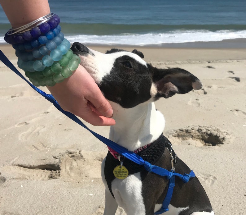 May include: A black and white dog with a blue harness and a yellow tag is on a sandy beach. The dog is looking up at a person's hand.