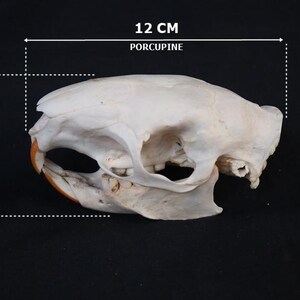 May include: A porcupine skull, 12 cm long and 7 cm high, is displayed against a black background. The skull is off-white with visible bone structure and teeth. The text "PORCUPINE" is above the measurement.