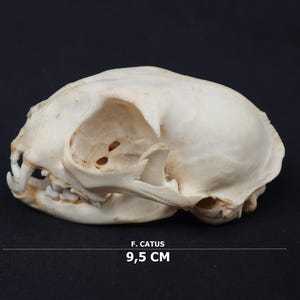 Echter Schädel 1 Stück