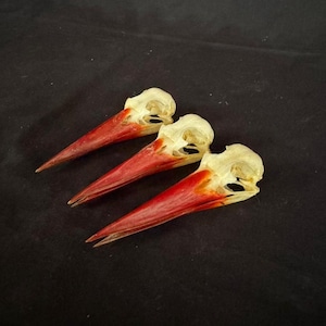 May include: Three bird skulls with long, red beaks and off-white bone. The skulls are arranged on a black background, with the beaks pointing towards the left. The red colour is concentrated on the beak, with some orange hues near the skull.