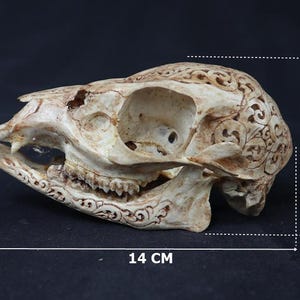 Echter schnitzender Schädel 1 Stück von der Insel Bali
