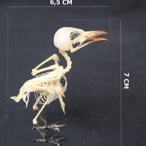 Disarticulated animal skeleton - Etsy 日本