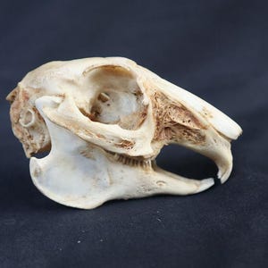 Op de afbeelding: Gedetailleerde zijaanzicht van een konijnenschedel, met zijn natuurlijke botkleur en ingewikkelde structuur. De schedel staat tegen een donkere achtergrond, wat de textuur en vorm van het bot benadrukt.
