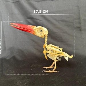 Puede incluir: Un esqueleto de ave con un pico rojo alargado y prominente. La estructura ósea incluye cráneo, caja torácica y patas. El espécimen mide 17,5 cm de largo y 11,5 cm de alto, tal como indican el texto y las líneas de dimensión visibles.