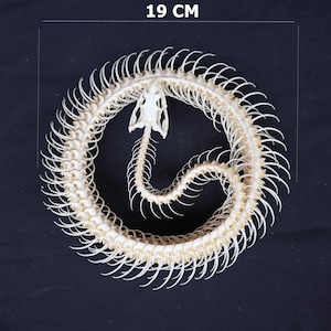Peut inclure: Un squelette de serpent enroulé en cercle, vu de dessus. Le crâne est visible au centre du cercle. Le squelette mesure 19 cm de long.