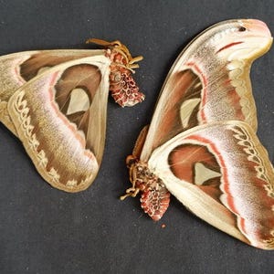 2 pieces Real Attacus Atlas moth