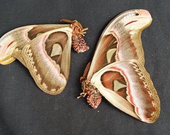2 pieces Real Attacus Atlas moth