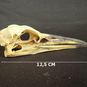 May include: A bird skull with a pointed beak, featuring a cream-coloured bone structure and a dark, weathered tip. The skull is shown in profile, with a clear measurement line indicating a total length of 12.5 cm for the specimen.