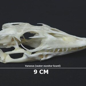 メキシコ トカゲのオブジェクト メキシコ トカゲのオブジェクト