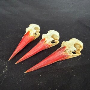 May include: Three bird skulls with bright red beaks are displayed against a black background. The skulls are off-white, with visible bone structure. The beaks are long and pointed, adding a striking contrast to the skulls.