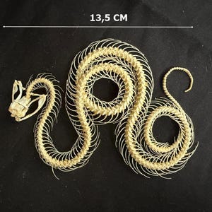 Real Trimeresurus Albolabris Curved 1 Pieces skeleton