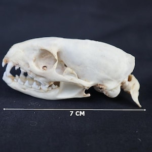 Op de afbeelding: Gedetailleerde zijaanzicht van een kleine, gebroken witte dierenschedel, ongeveer 7 cm lang, met zichtbare tanden en oogkassen. De schedel staat tegen een donkere achtergrond, wat de natuurlijke botkleur en ingewikkelde structuur benadrukt.