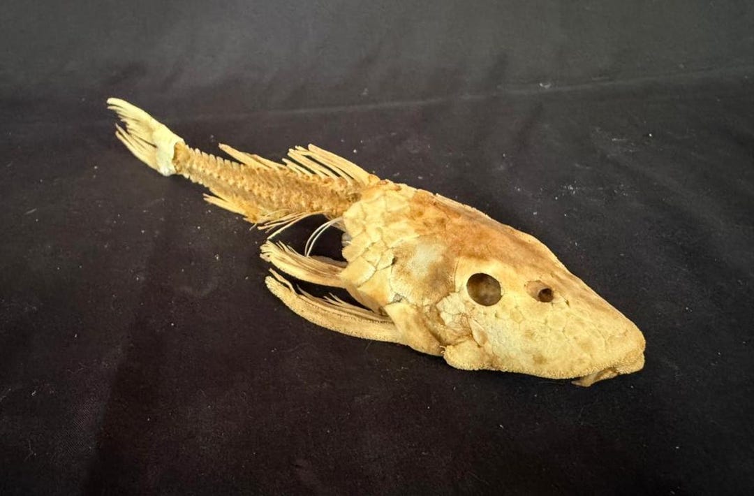 Real Taxidermy H Plecostomus Skeleton 1 Pieces - Etsy