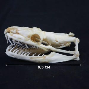 Op de afbeelding: Een slangen schedel, ivoor van kleur, met scherpe tanden en oogkassen. De schedel is 9,5 cm lang. De kaak is open en toont de tanden. De achtergrond is zwart.