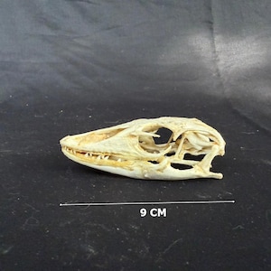 Könnte beinhalten: Ein cremeweißer Tierschädel mit spitzer Schnauze und sichtbaren Zähnen, im Profil dargestellt. Eine weiße Linie unter dem Schädel zeigt eine Länge von 9 cm an. Der Schädel weist große Augenhöhlen und eine komplexe Knochenstruktur auf.