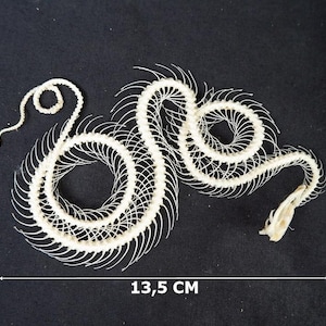 Real Trimeresurus Albolabris double Curved 1 Pieces