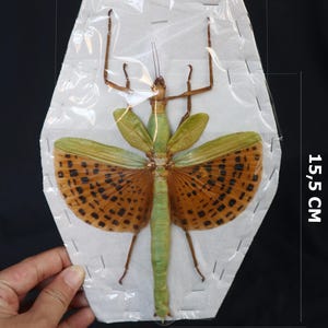 Real Parachyphocrania Major (Giant stick insect)