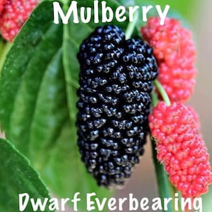 Mulberry Tree - &#39;Dwarf Everbearing&#39; - Morus nigra 1 live plant edible fruit !