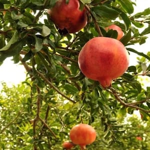 Pomegranate Tree - Fruit Trees Live Plant - Easy Plant - LOWEST PRICE !!