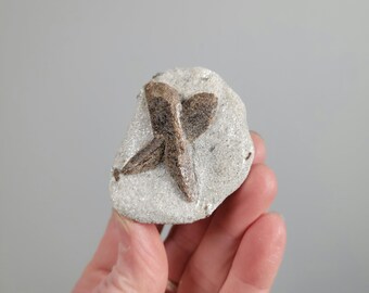 Staurolite from Keivy Mountains, Russia