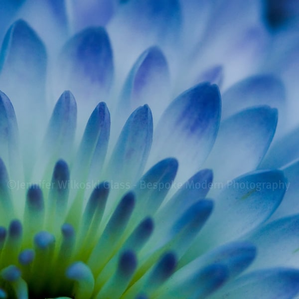 Blue Flower - Square Print