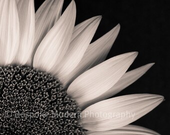 Sunflower - Square Format - Fine Art Print