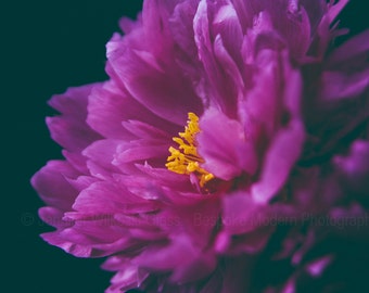 Peony - Fine Art Print