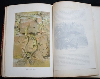 1901 Reptiles Natural History Book with Colored Plates