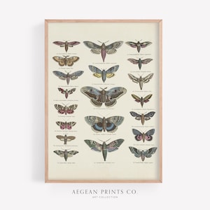 Vintage Moth & Butterfly Chart, Antique Insect Poster, Retro Entomology Illustration, Nature-Inspired Decor, Digital Download, Printable Art