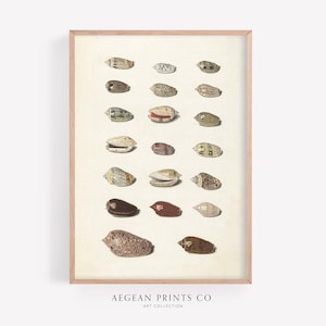 Vintage Seashell Wall Art | Natural History Art Print | Shell Collection | Sea Life Illustration | Tropical Seashells | Digital Download