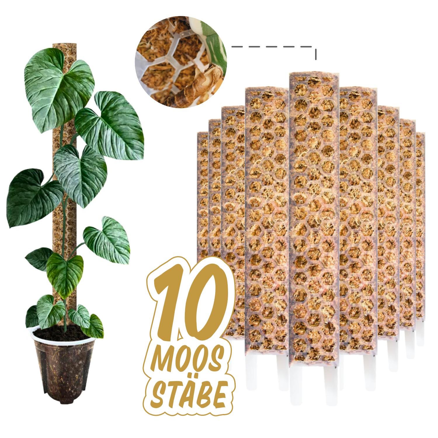 philodendron majestic kaufen Philodendron Majestic | Buy online