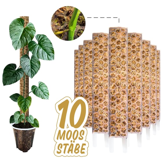 jasmine arabian plant Jasmine Sambac Houseplant - Large (1-2' tall) Grow Pot