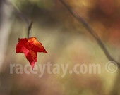 Photograph of a Maple Leaf, Red Orange Gold, Nature Photography, Rustic Decor, Fall in Canada, Cabin Decor