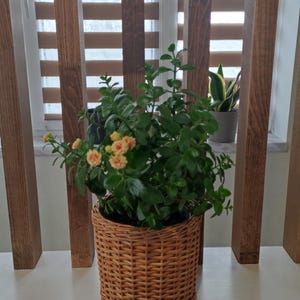 Puede incluir: Una planta en maceta con hojas verdes y pequeñas flores naranjas en una cesta de mimbre tejida. La cesta está colocada sobre una superficie blanca, con una ventana y listones de madera en el fondo.