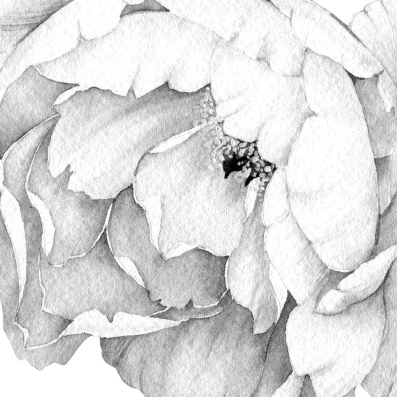 Peony Flowers Wall Decal Black and White Watercolor Peonies Etsy