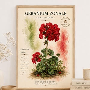 May include: A framed botanical wall art print titled GERANIUM ZONALE featuring a watercolour illustration of a red geranium plant with green leaves. The background has soft green and red watercolour washes with printed text descriptions.