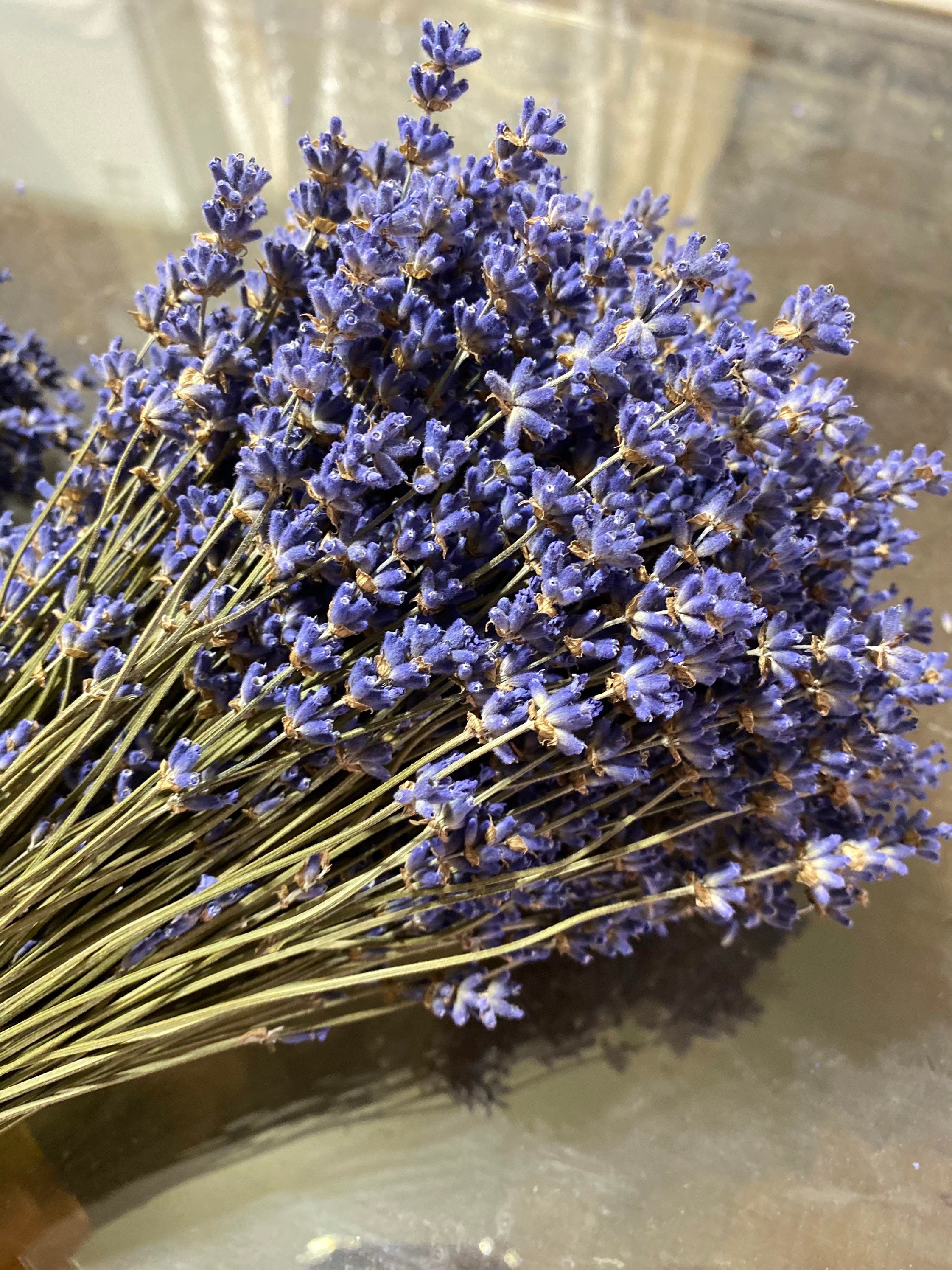 1 Dried Lavender Bouquet Vibrantly Colored English Lavender Etsy