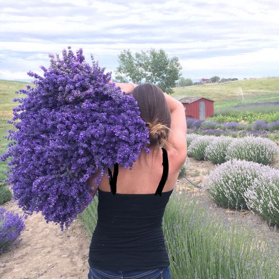 Dried Lavender Bouquet: Vibrantly Colored English Lavender Bundle, Bunch,  for Wedding Flowers, for Home Decor, for Lavender Lovers 