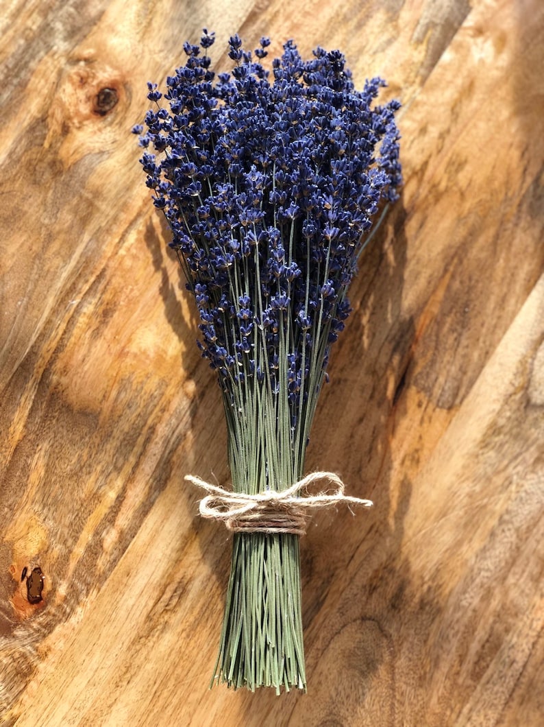 Dried Lavender Bouquet Vibrantly Colored English Lavender Etsy