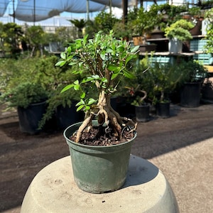 May include: A small bonsai tree in a green plastic pot. The tree has a thick, exposed root system and vibrant green leaves. The bonsai is displayed on a light-colored, rounded surface, with other plants visible in the background under a shaded structure.