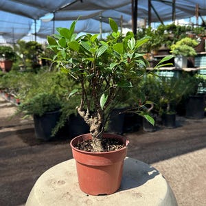 May include: A small bonsai tree with vibrant green leaves and a textured trunk is potted in a terracotta-colored container. The bonsai is placed on a light-colored, rounded surface, with other plants visible in the background under a shaded structure.
