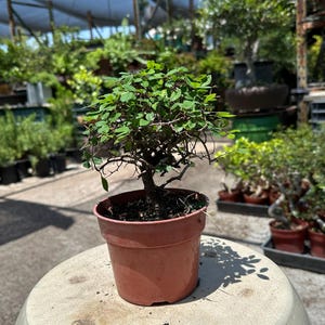 May include: A small bonsai tree in a terracotta pot. The tree has green leaves and a dark brown trunk. The pot is sitting on a concrete surface, with other plants visible in the background. The scene is outdoors under a blue canopy.