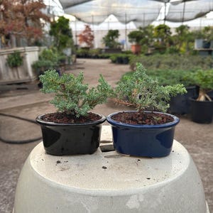 May include: Two small bonsai trees in black and blue ceramic pots. The bonsai have green foliage and are planted in dark soil. The pots sit on a light-colored, rounded surface, with a greenhouse background.