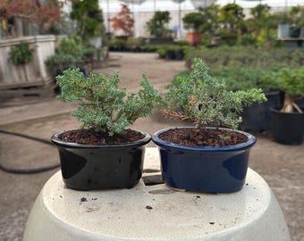 May include: Two small bonsai trees in black and blue ceramic pots. The bonsai have green foliage and are planted in dark soil. The pots sit on a light-colored, rounded surface, with a greenhouse background.