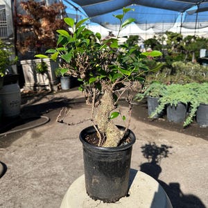 May include: A small bonsai tree in a black plastic pot. The tree has a thick, textured trunk and vibrant green leaves. The bonsai is set on a white, rounded surface, with a background of other plants and a blue canopy.
